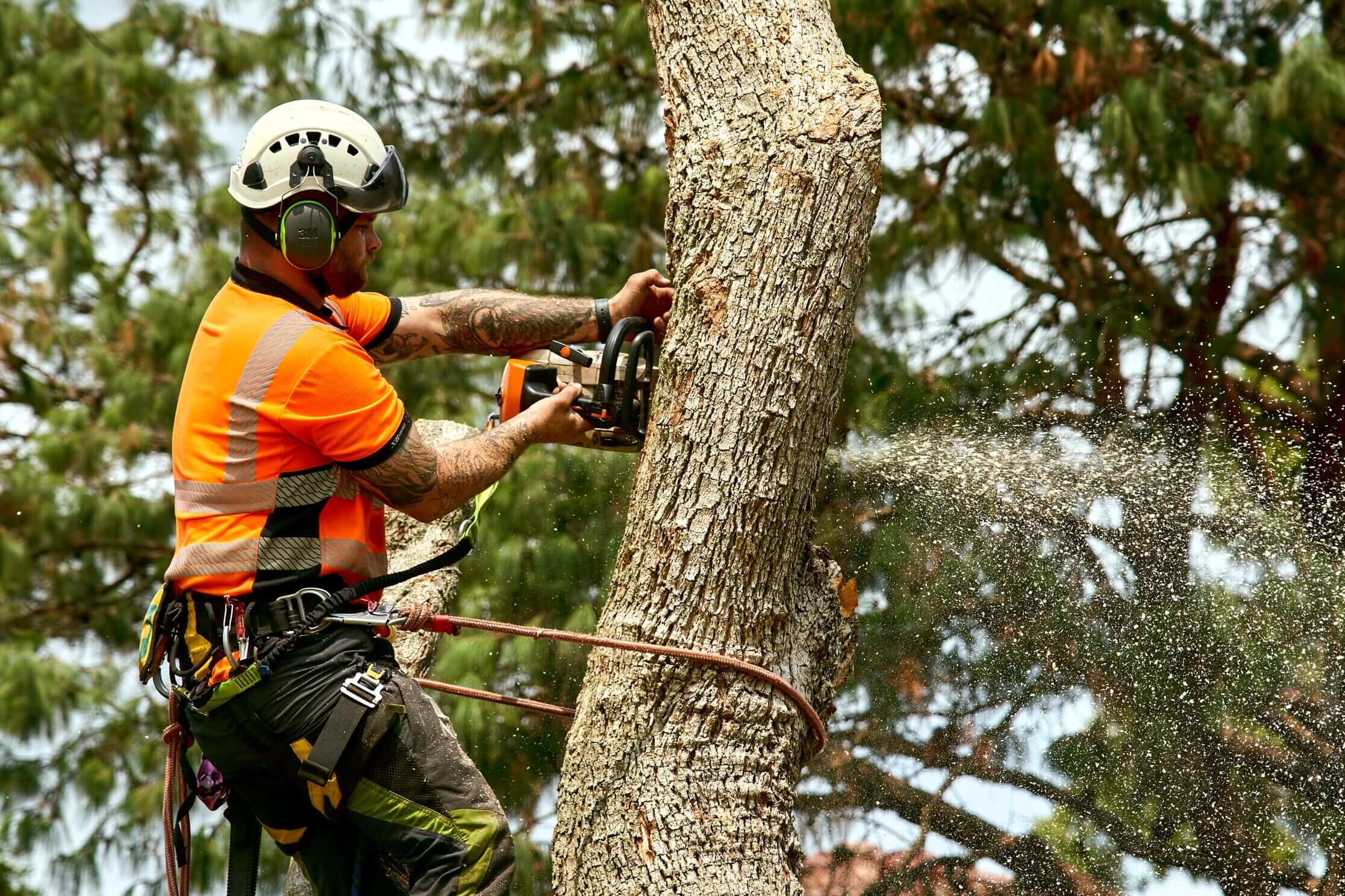 Tree Lopping vs. Tree Removal: Understanding the Key Differences