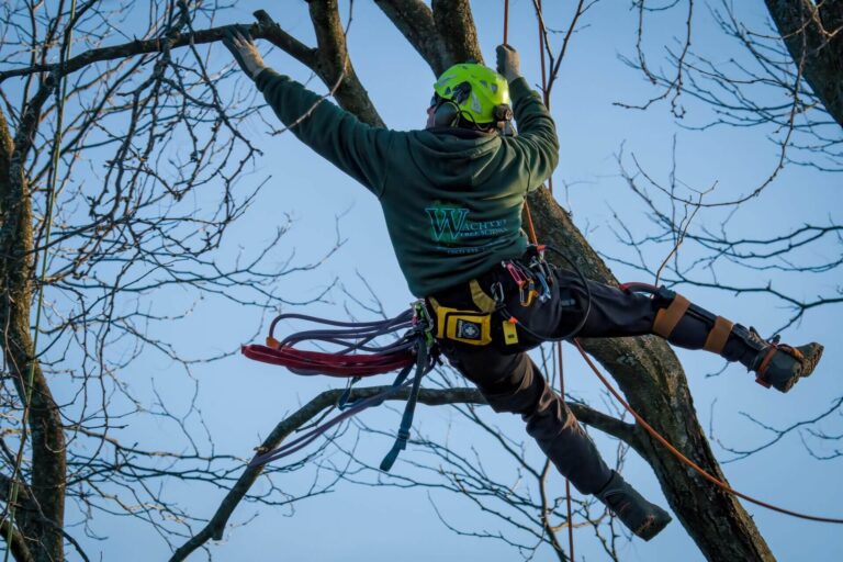 Tree Pruning