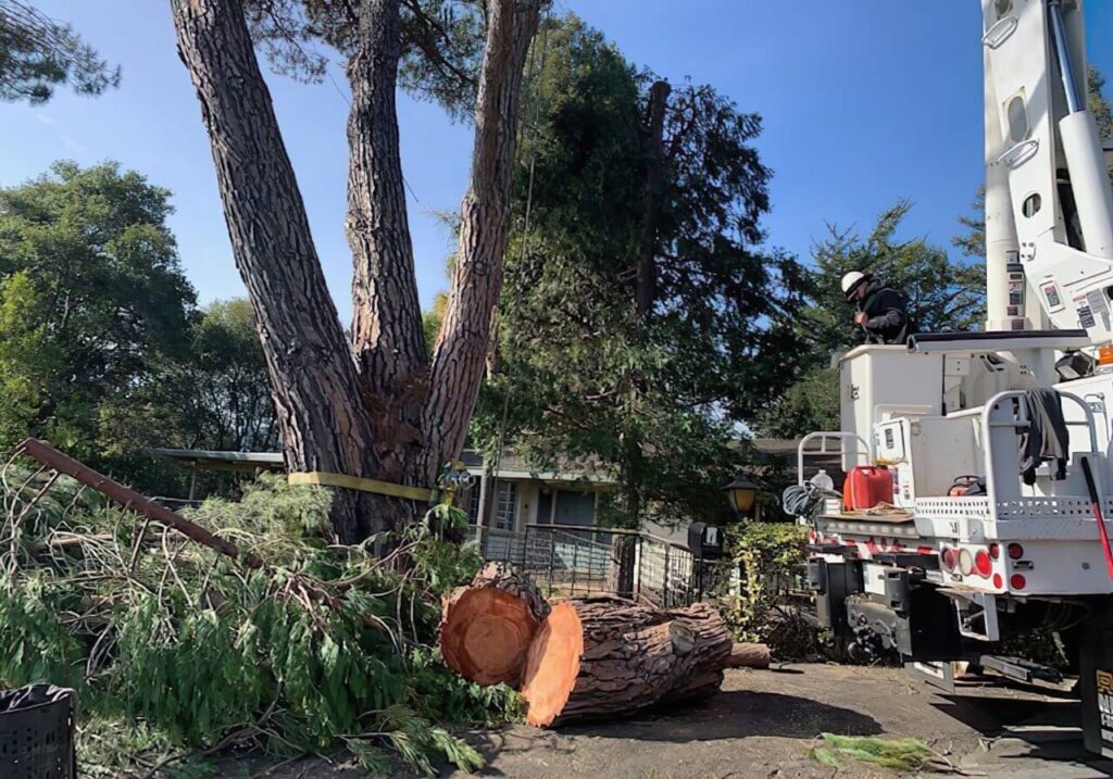 Tree Removal Near Me