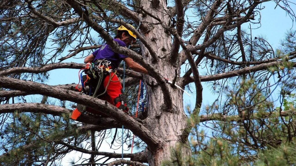 Tree Pruning