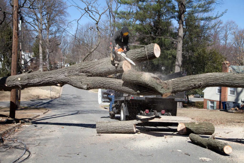 Tree Removal Near Me