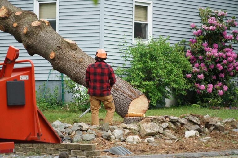 Tree Removal Near Me